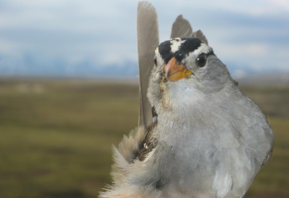 A Gambel's white-crowned sparrow at the Toolik Field Station in Arctic Alaska.