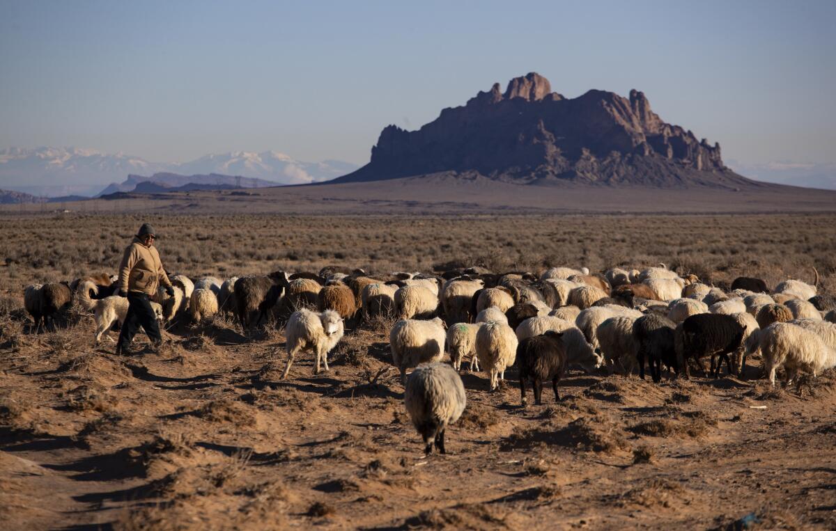 A Navajo woman walks with her sheep near Two Grey Hills, N.M., in 2018.