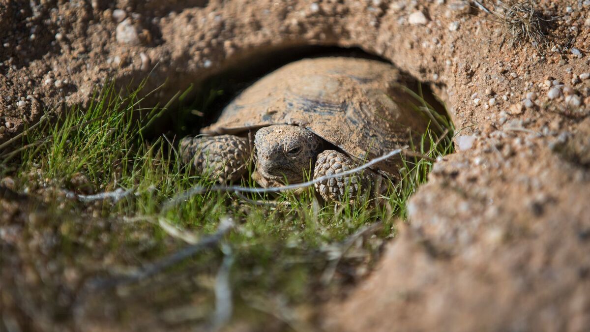 A young desert tortoise pops out of his burrow inside a protective pen set up at the Marine Corps Air Ground Combat Center in Twentynine Palms.