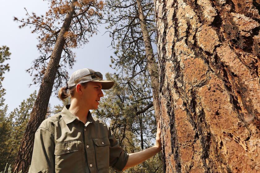 FRAZIER PARK, CA â JULY 26, 2018: Bryant Baker, Conservation Director with Los Padres Forest Watch examines a tree i the mixed conifer forest in the Tecuya Ridge area of the Los Padres Forest near Frazier Park July 26, 2018. This is one of the areas on 2,800 acres of Los Padres National Forest land west of Interstate 5 where the U.S. Forest Service has proposed the first massive commercial logging projects in Southern California in more than a century and would be exempted from environmental review . The Forest Service says the operations are needed to thin dense forests, reduce risk of wildfires in nearby communities and enhance habitat. Opponents including Los Padres Forest Watch and the Center for Biological Diversity contend those assertions counter the latest scientific studies. (Al Seib / Los Angeles Times)