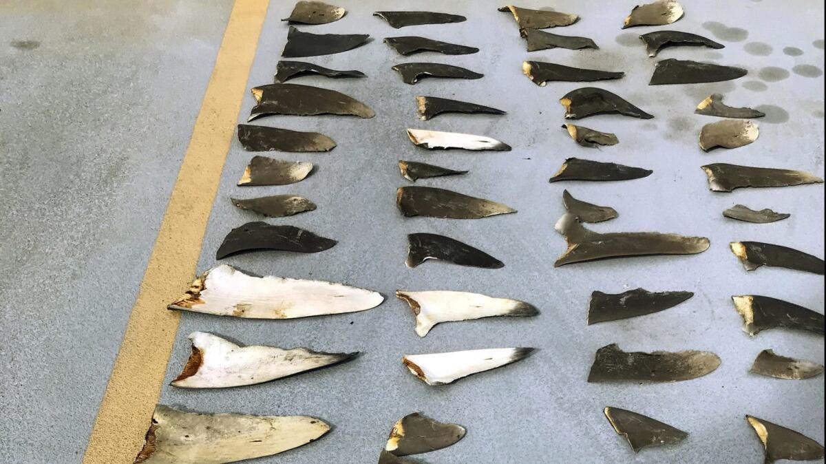 This photo provided by the United States Attorney's Office and introduced as evidence in court in Honolulu shows some of the hundreds of shark fins seized from a Japanese fishing boat on Nov. 28.