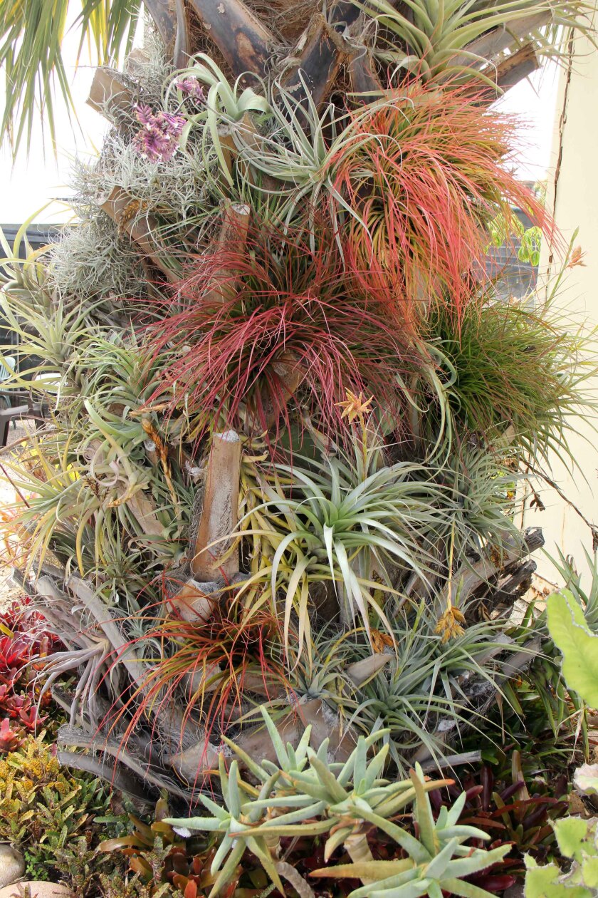 Nurseries and private collectors collaborated on the exhibition at the San Diego Botanic Garden.