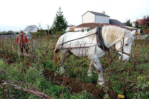 Olivier Cousin plows his vineyard, using his horse, Romeo. The horse enables Cousin to limit pollution and doesn't pack in the soil the way tractors can.
