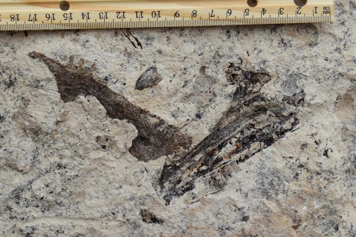 The fossilized mandible of a sabretooth salmon is among the items found under the school.