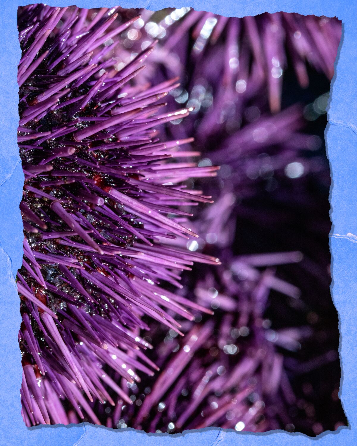Closeup of purple spines.