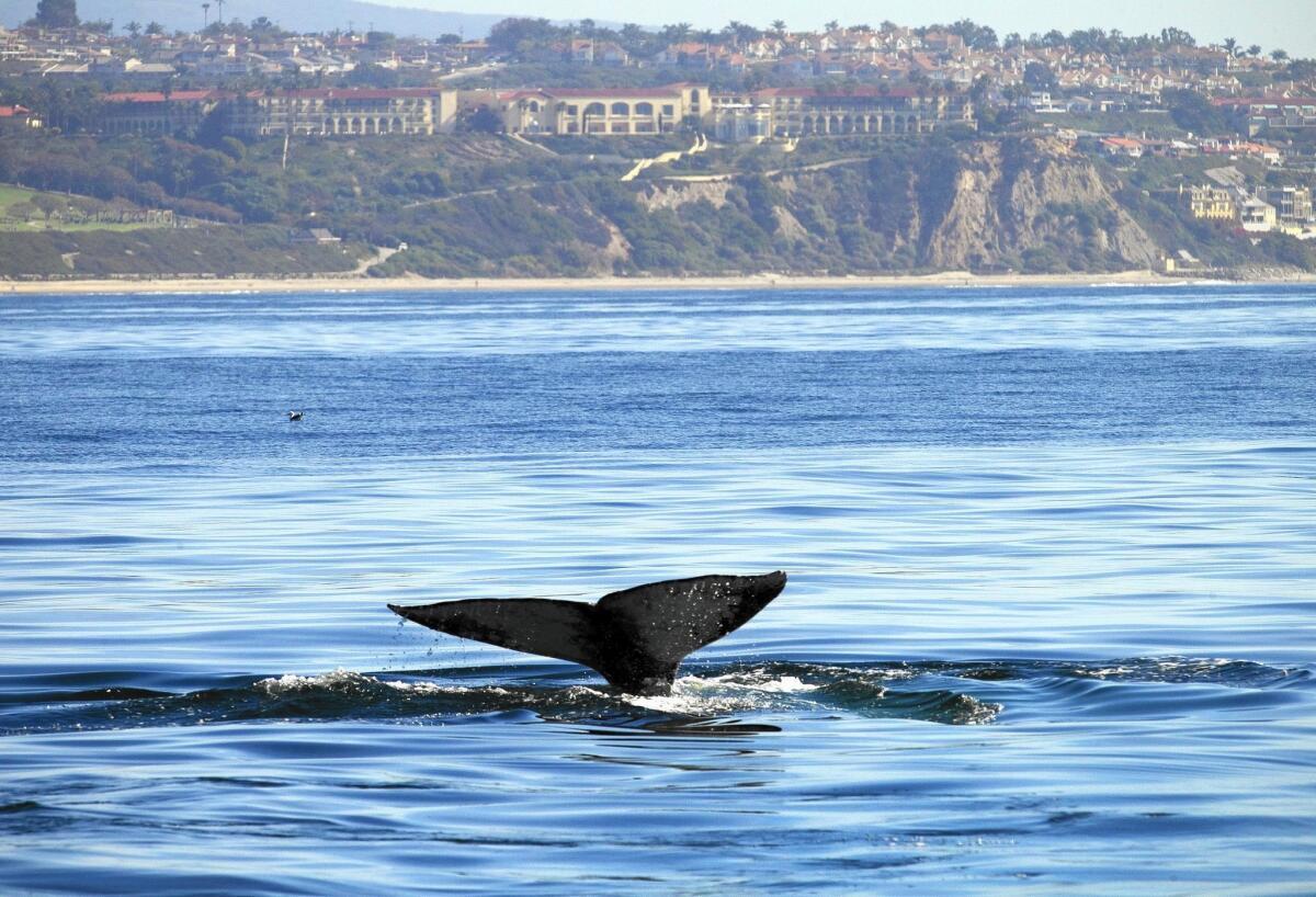 The California Coastal Commission has regulated development along 1,100 miles of beaches, cliffs and shoreline wetlands for 40 years.