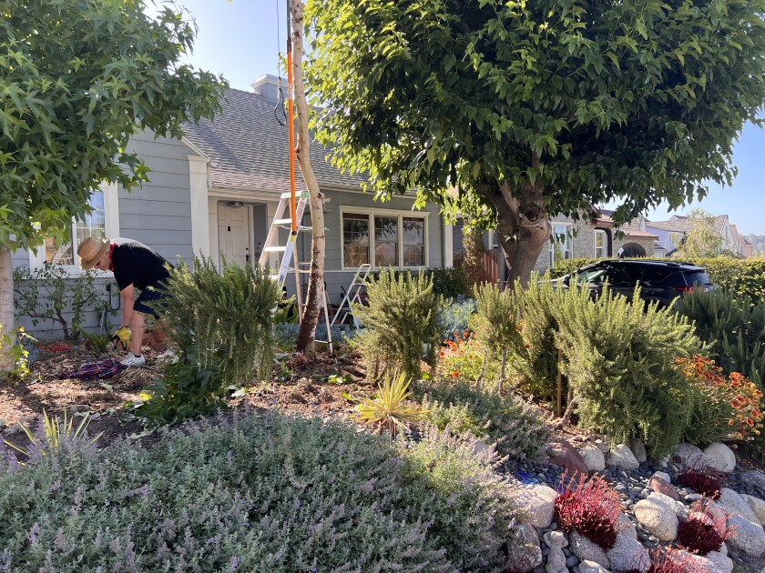 Eagle Rock resident Alfred Gonzalez tends to his garden on the first day of the new DWP outdoor watering limit.