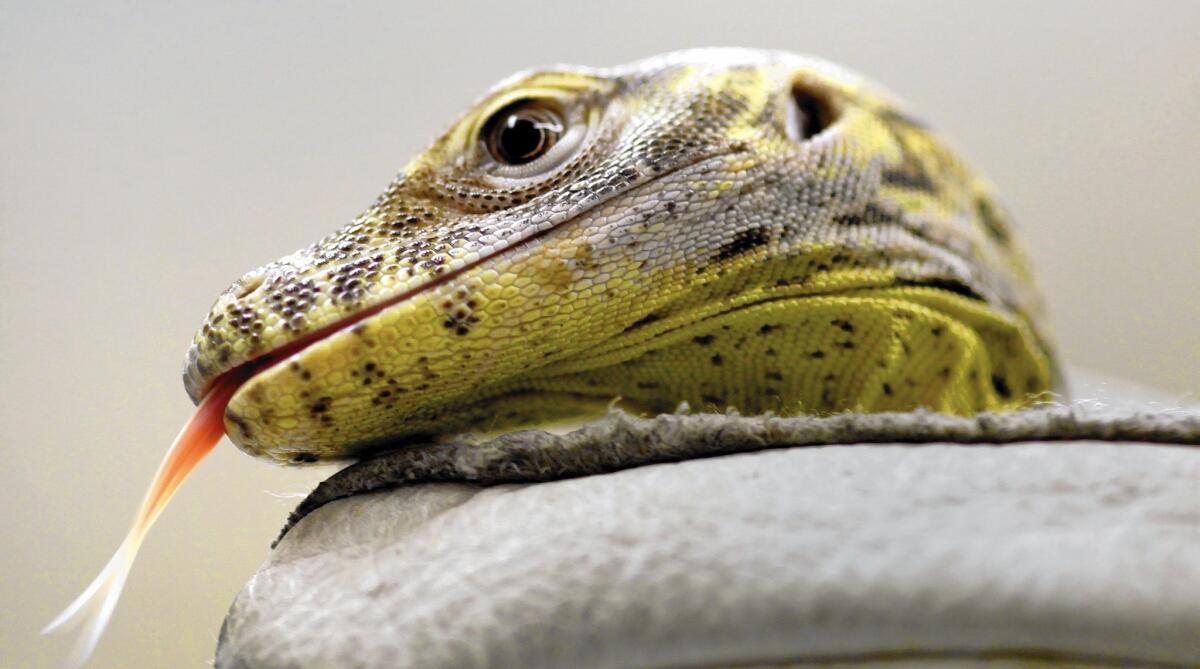 Repticon, celebrating reptiles and exotic animals, will come to the OC Fair & Event Center in Costa Mesa on Saturday and Sunday. This is a komodo dragon hatchling pictured at the Los Angeles Zoo.