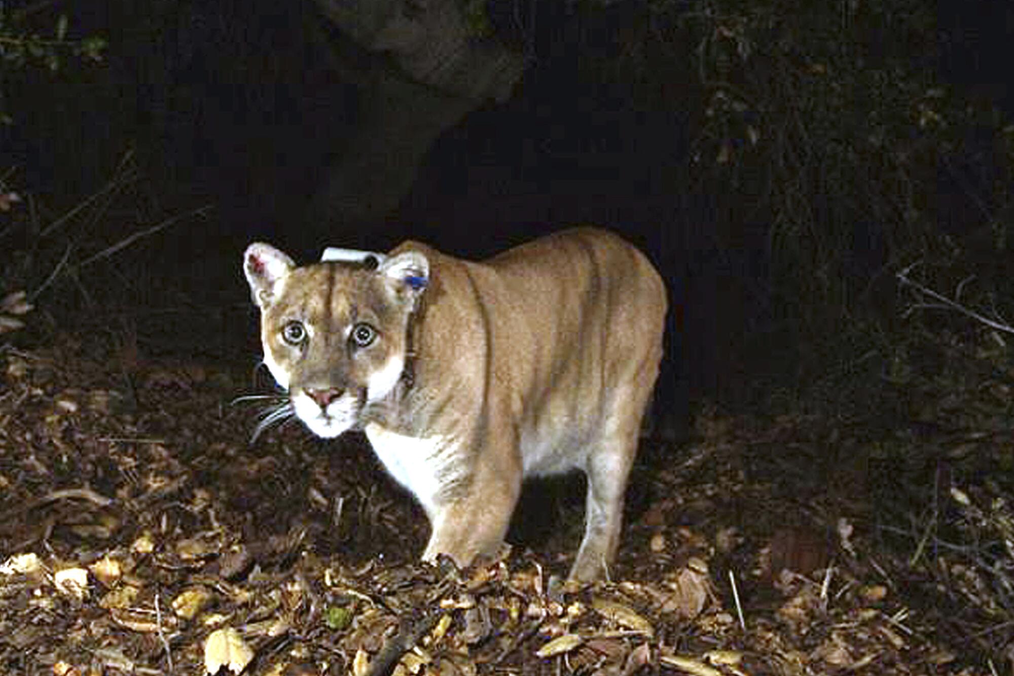 A photograph of a mountain lion, wearing a tracking collar, at night. 