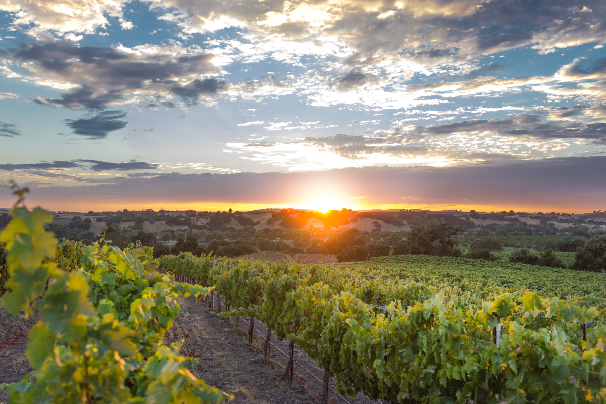 The sun setting over a lush, green vineyard