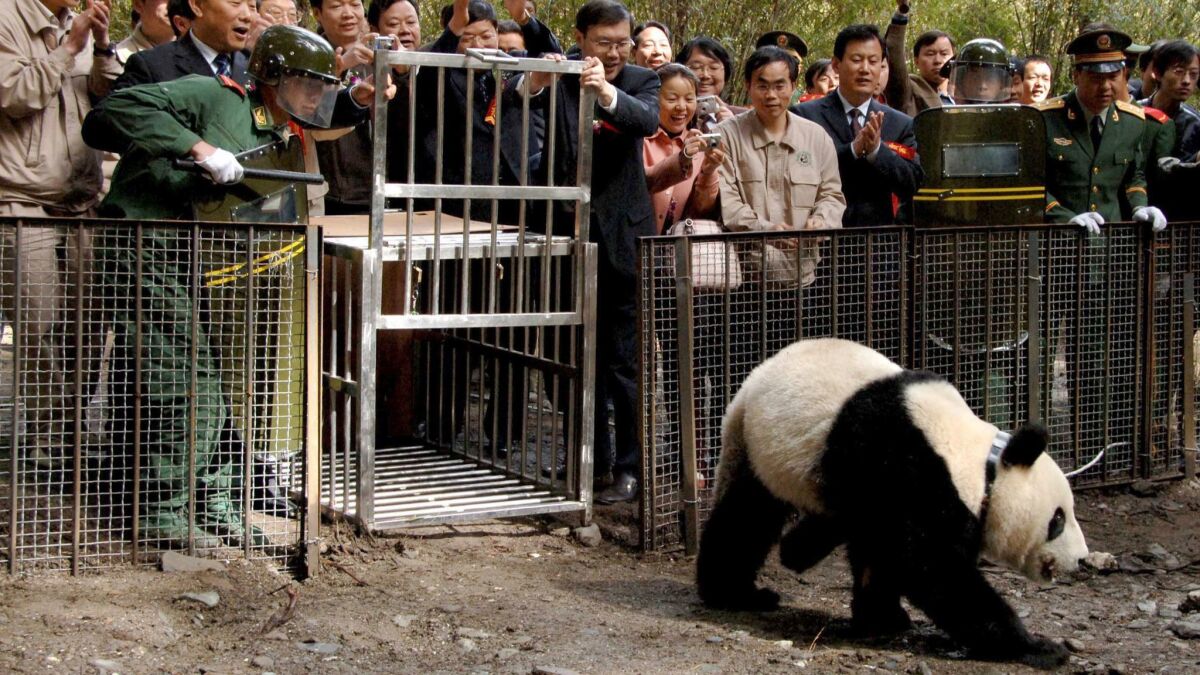 Xiang Xiang being released into the wild in Wolong, in southwestern China's Sichuan province, on April 28, 2006. He died less than a year later.