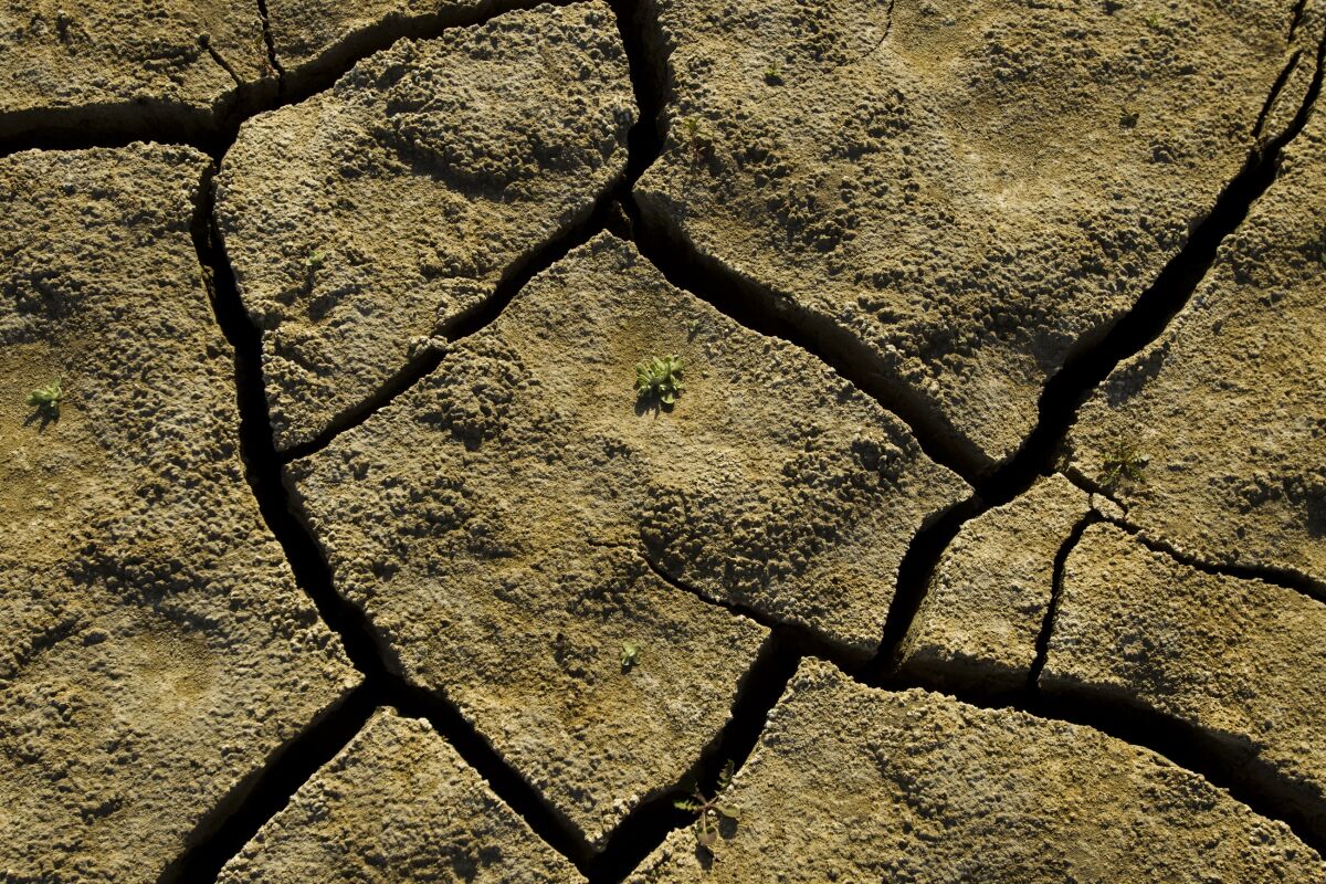 A tiny plant struggles to emerge from a cracked, dry lake bed