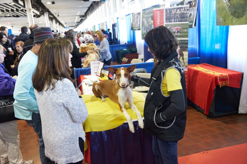 Hundreds of dog breeds are represented at a 2019 "Meet the Breeds: event in New York.