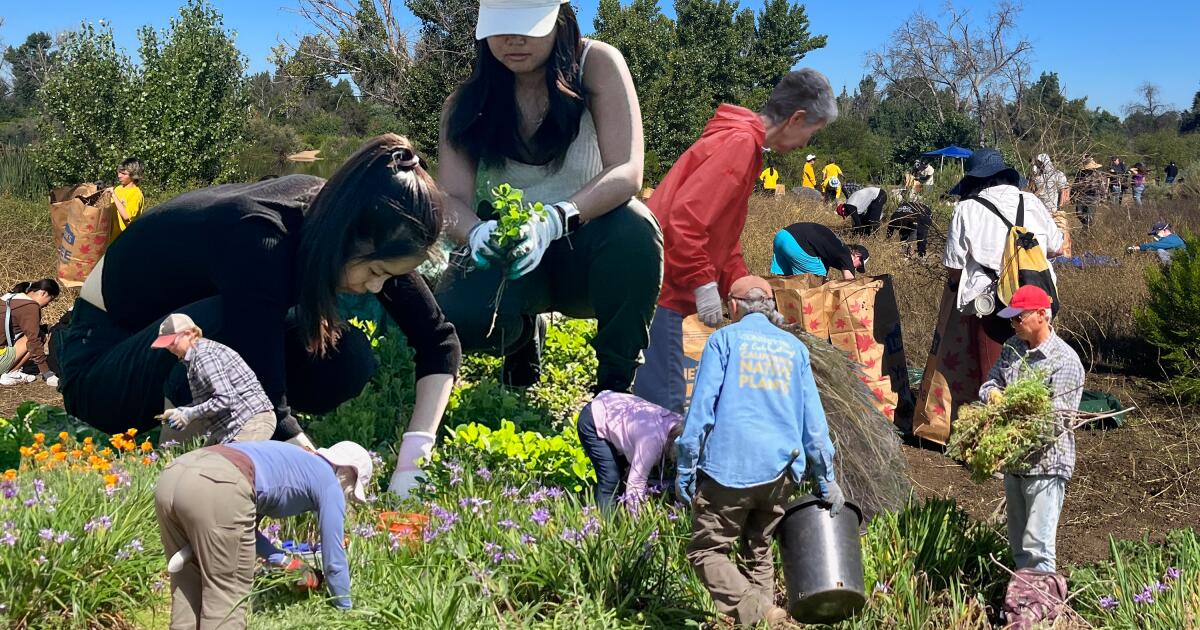 18种在洛杉矶志愿服务期间学习植物知识的方法