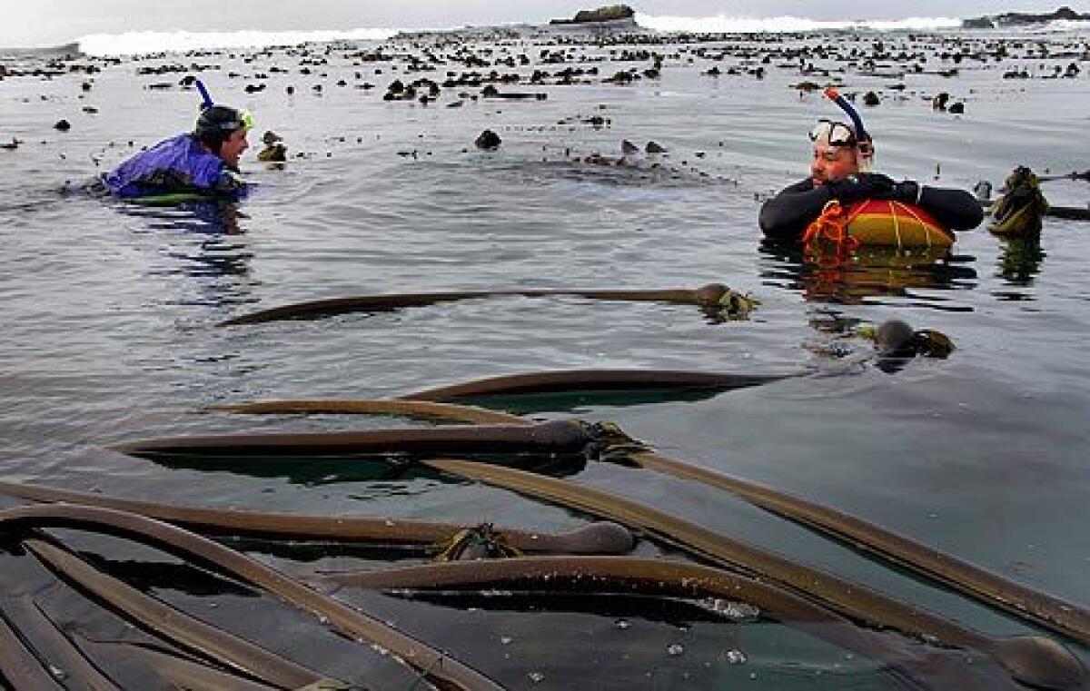 Dick Nachtsheim, left, and Chris Ingram rest on their flotation tubes while hunting for abalone in the kelp-filled waters of Van Damme State Park on the Northern California coast. Nachtsheim and Ingram, both Reno firefighters, make an annual trip to the coast with a group of co-workers, diving for abalone and camping with their families. They noticed kelp being much thicker this year than in the past, making the diving harder and more dangerous. More photos >>>