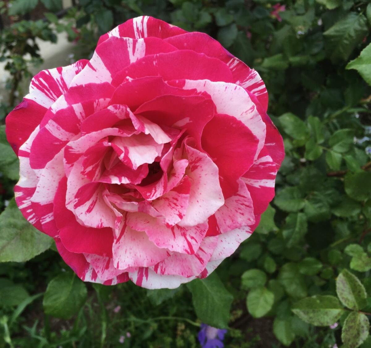 ‘Neil Diamond,’ a very fragrant and hardy hybrid tea rose, has a striped bloom.