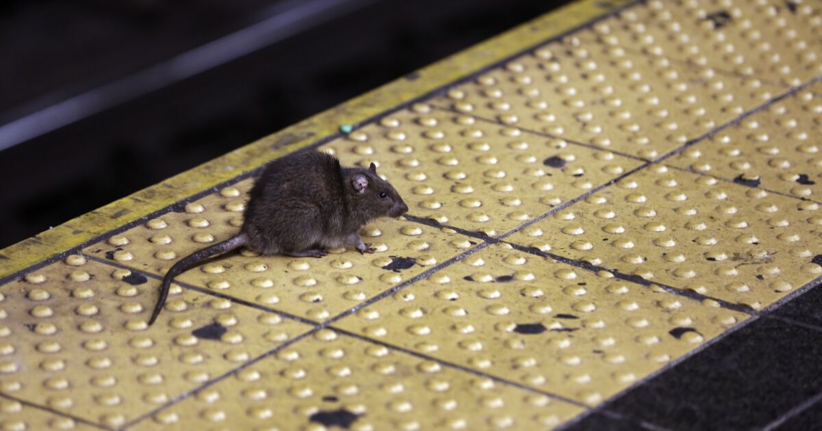The coronavirus has infected New York City’s rats. Why that’s bad news for people