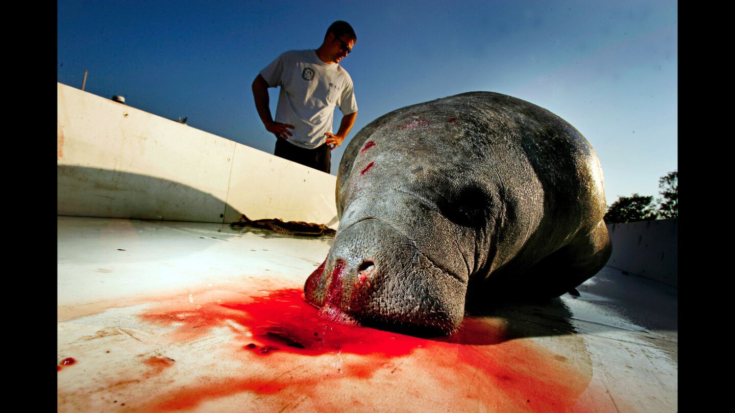 Bleeding from the nose is one of the indicators that a manatee has died from breathing or eating sea grass tainted with brevetoxin. Andy Garrett, a scientist with Florida's Fish and Wildlife Research Institute, loaded the carcass into a trailer to take it back to the state's Marine Mammal Pathobiology Laboratory for a necropsy.