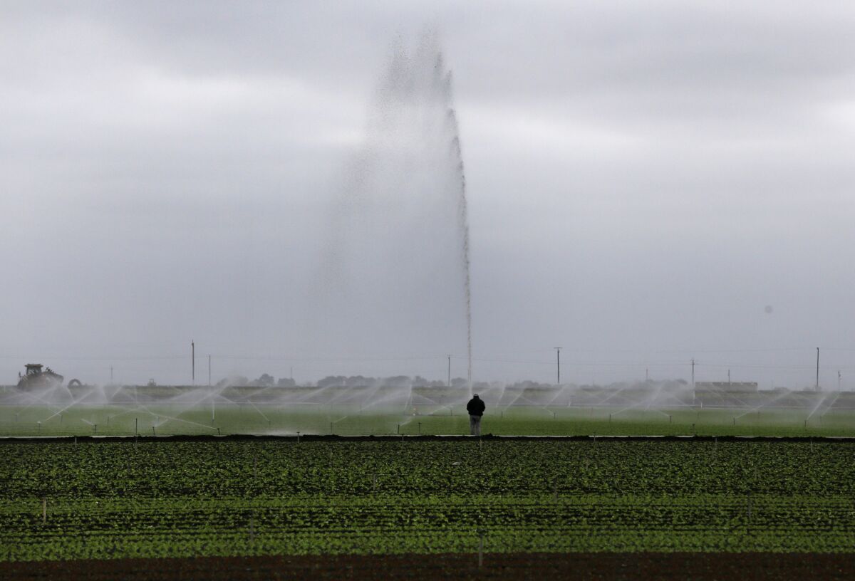 Sprinklers water a field  in the Salinas Valley.
