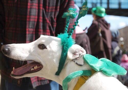 St. Patrick's Day Parade in St. Paul, Minn.