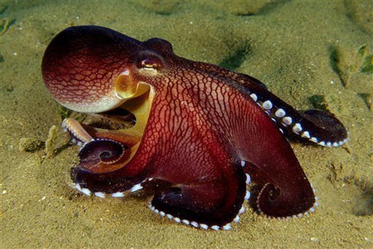 In this Dec. 10, 2009 photo taken near Indonesia and released by Museum Victoria, a veined octopus, Amphioctopus marginatus crawls along the ocean floor. Australian scientists have filmed the octopus collecting coconut shells for shelter, unusually sophisticated behavior that the researchers believe is the first evidence of tool use in an invertebrate animal. (AP Photo/Museum Victoria, Dr Mark Norman)