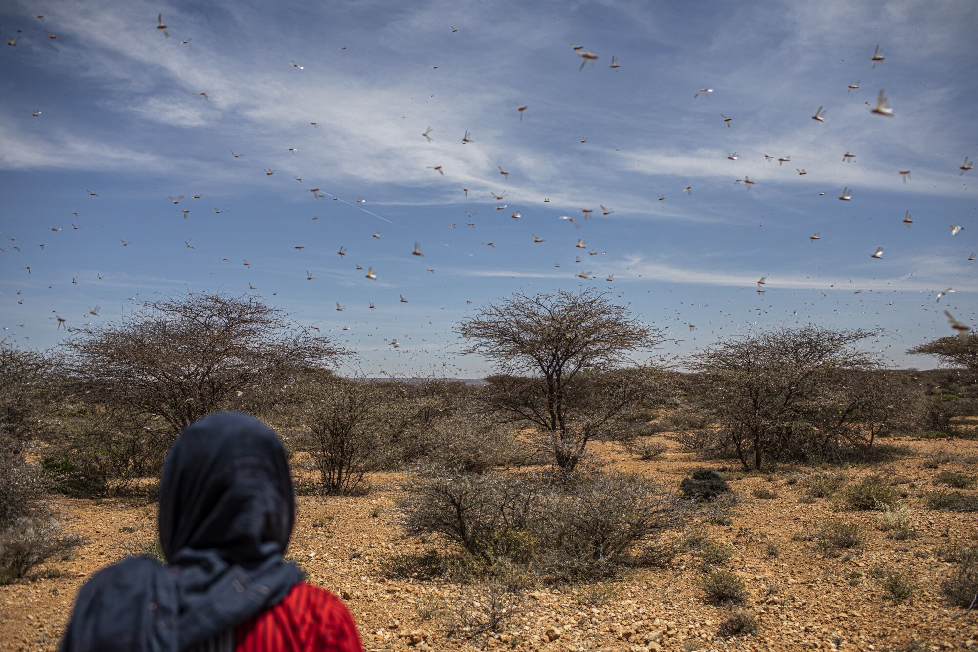 A swarm of desert locusts flies over over land used for grazing animals in a remote part of Somalia.
