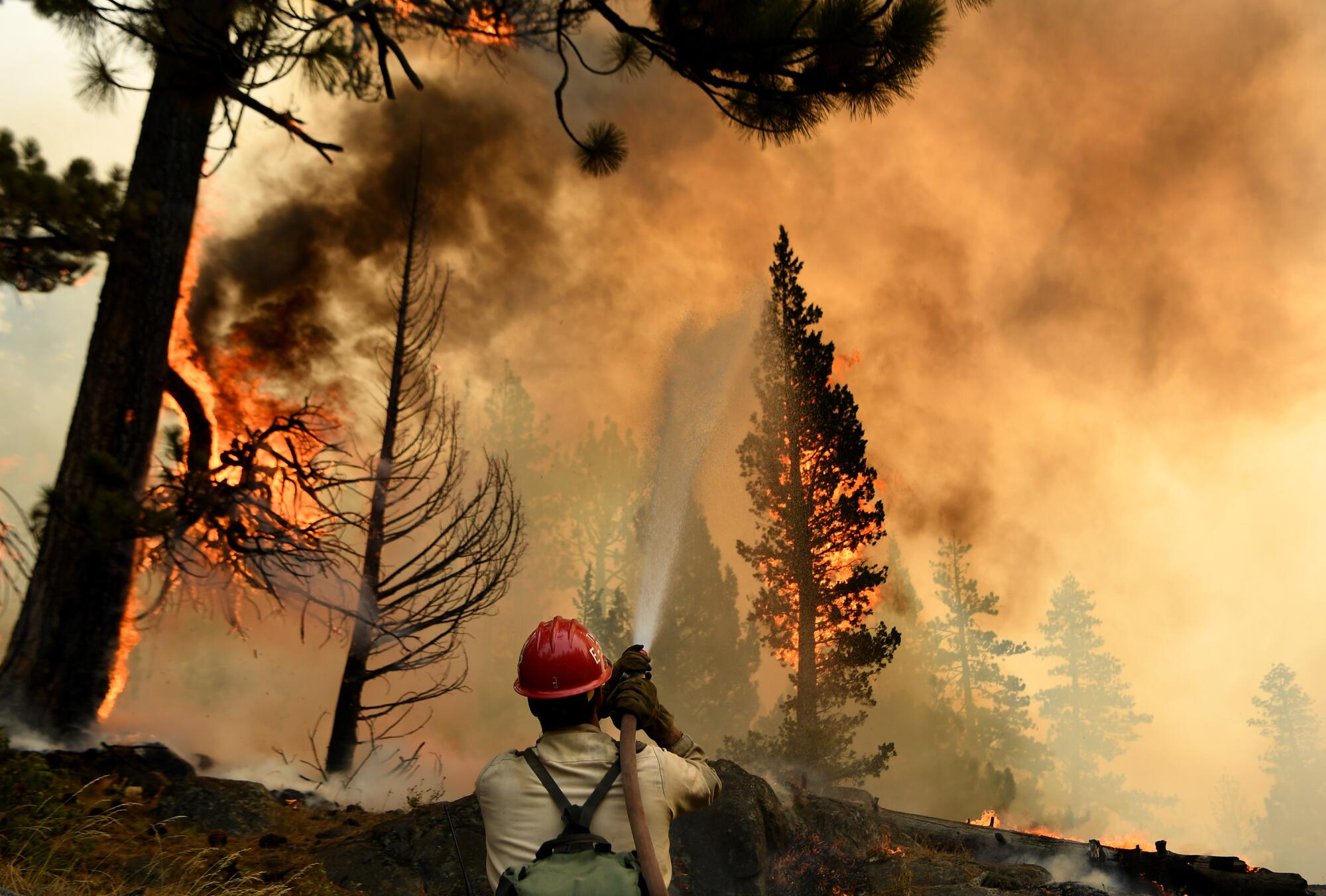 A firefighter sprays a hose at a tree on fire