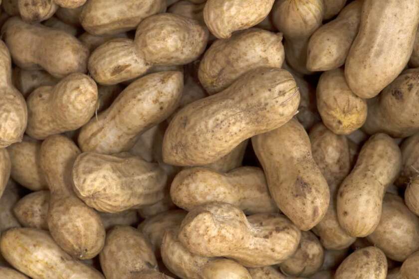 New research suggests that peanut allergies can be triggered by chemical changes that occur when the peanuts are dry roasted.
