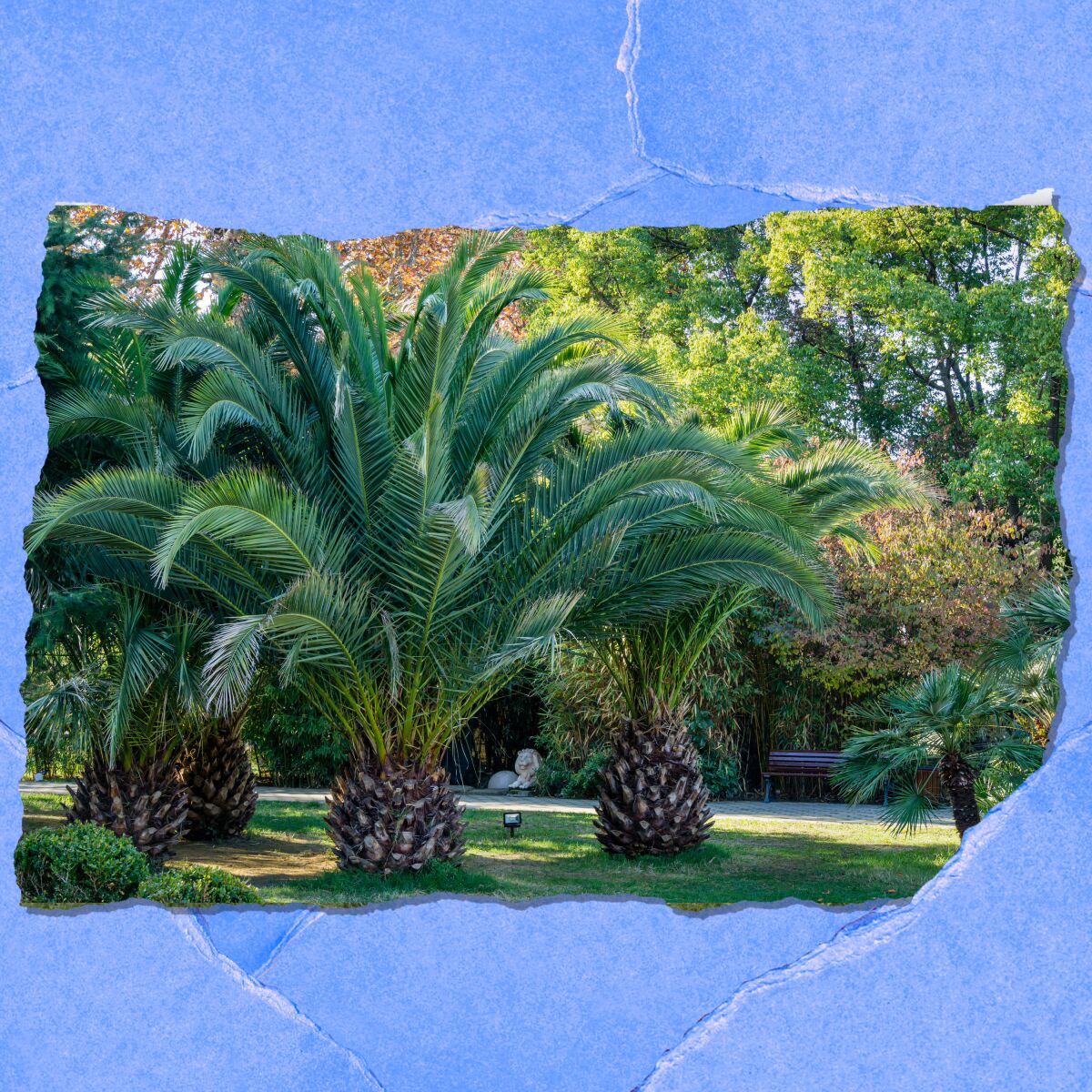 Three short palm trees with heavy trunks.