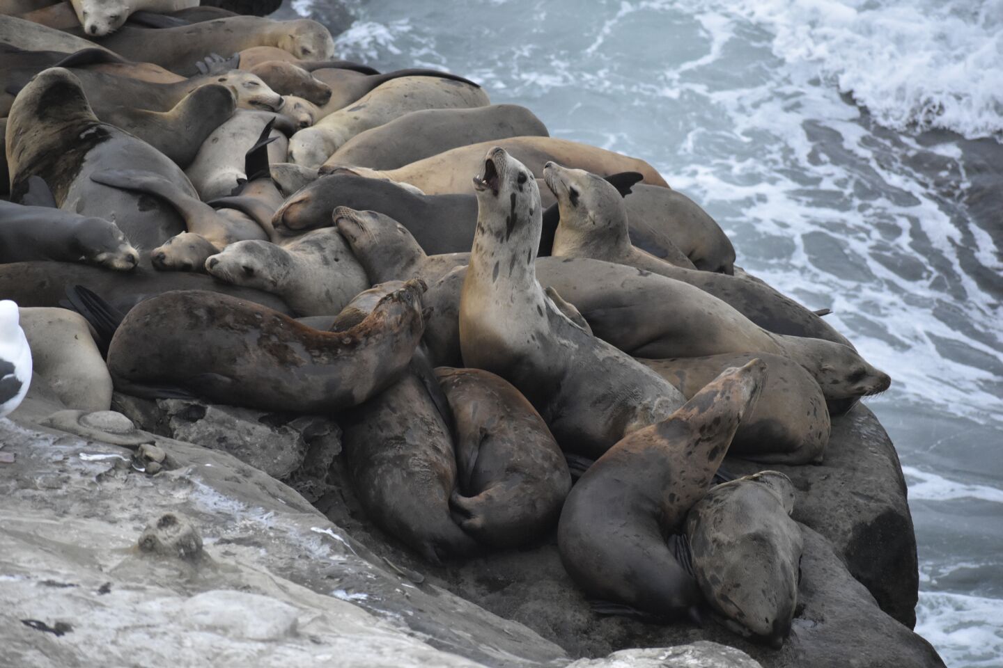 Carlos Bross sea lions cove.JPG