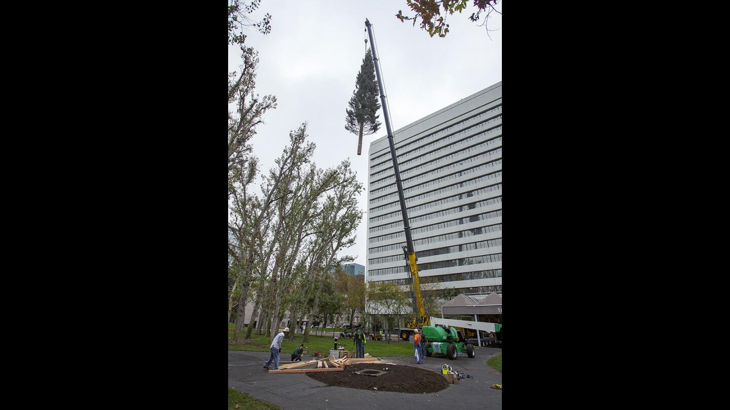 South Coast Plaza Christmas tree is lifted into place