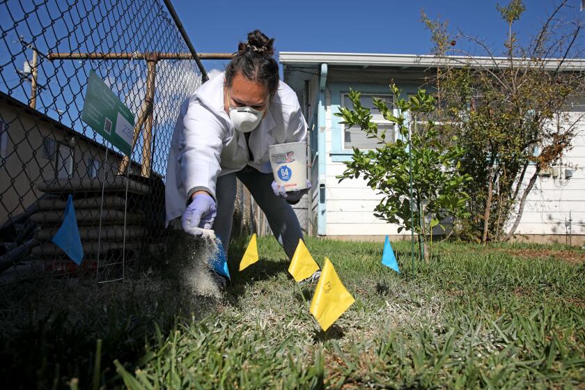 EAST LOS ANGELES, CA - DECEMBER 05: Guadalupe (Lupe) Valdovinos, 37, spreads clinoptilolite, a natural zeolite mineral, across the soil at a testing site in her backyard on Monday, Dec. 5, 2022 in East Los Angeles, CA. The zeolite mineral is used to absorb toxic elements like lead. Prospering Backyards, a nonprofit who are conducting soil testing in East Los Angeles, is going to be attempting to mitigate the threat from elevated levels of lead from the family home of Guadalupe (Lupe) Valdovinos. It will involve spreading clinoptilolite, a natural zeolite mineral, across the soil in the backyard. Valdovinos, a mother of two, had her home cleaned by the state Department of Toxic Substances in 2019 as a part of the sweeping residential cleanup near the former Exide battery smelter. However, many residents, like Valdovinos, are still living with unsafe levels of lead even after state contractors tried to remove toxic soil from their homes. (Gary Coronado / Los Angeles Times)