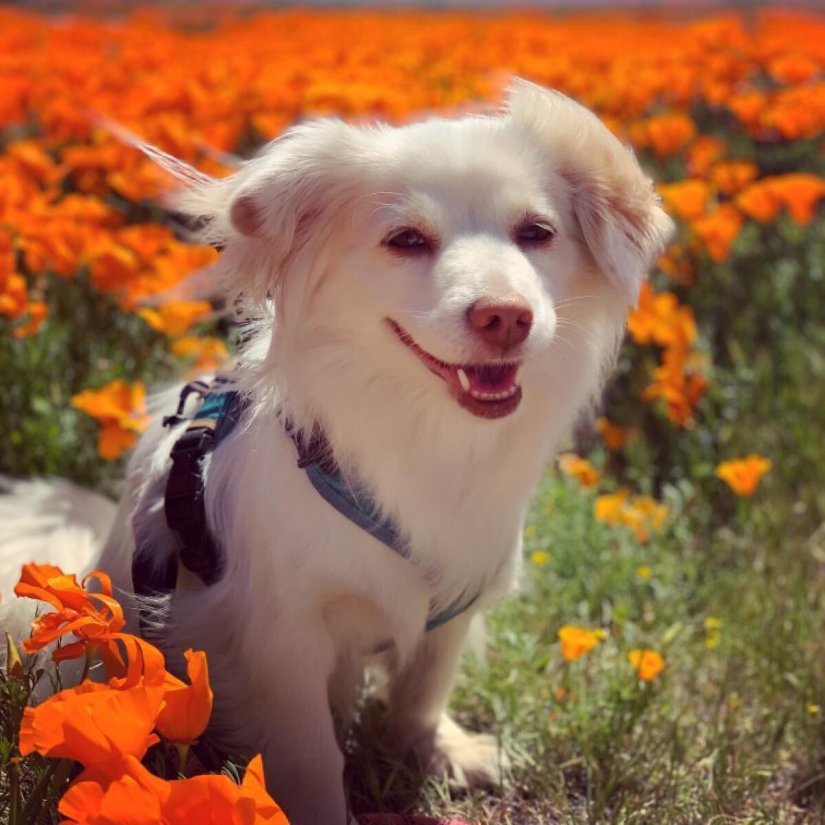 Reader Jenna Heffernan's dog in superbloom flowers