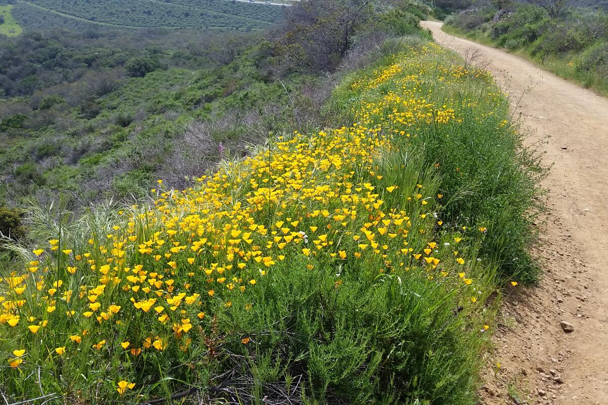 A trail with yellow flowers.