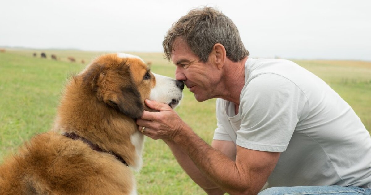 A Dog S Purpose Was Supposed To Be A Hit Until Animal Abuse