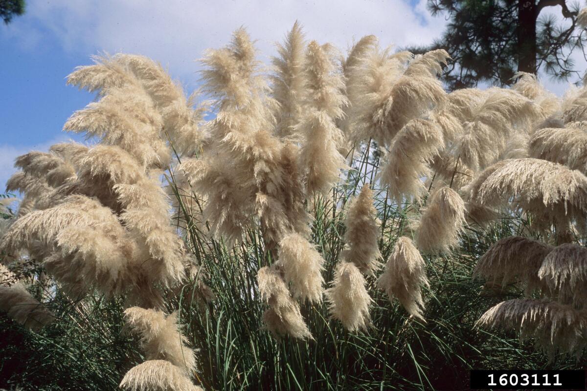 Pampas grass (Cortaderia selloana), an invasive, non-native plant that is highly flammable.