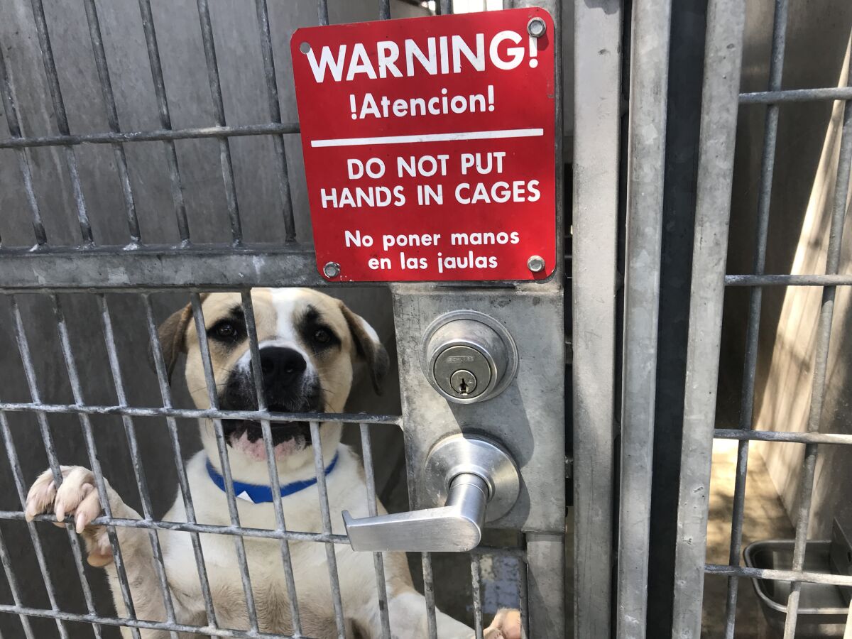 A dog puts its front paws in the bars of a cage door and looks out.