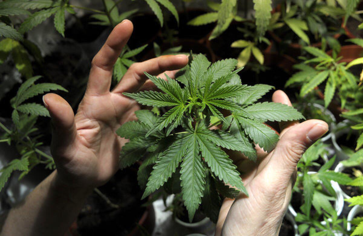 Marijuana growing in Uruguay .