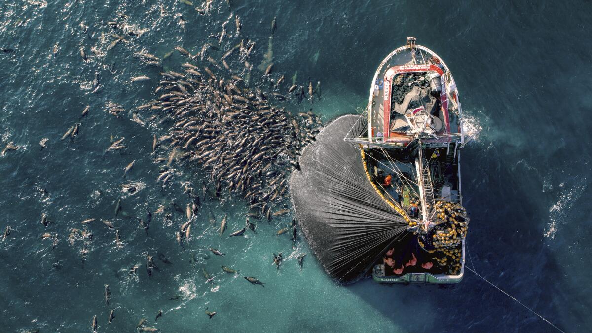Dozens of sea lions swarm a net filled with anchovies that's attached to a fishing boat in the ocean.