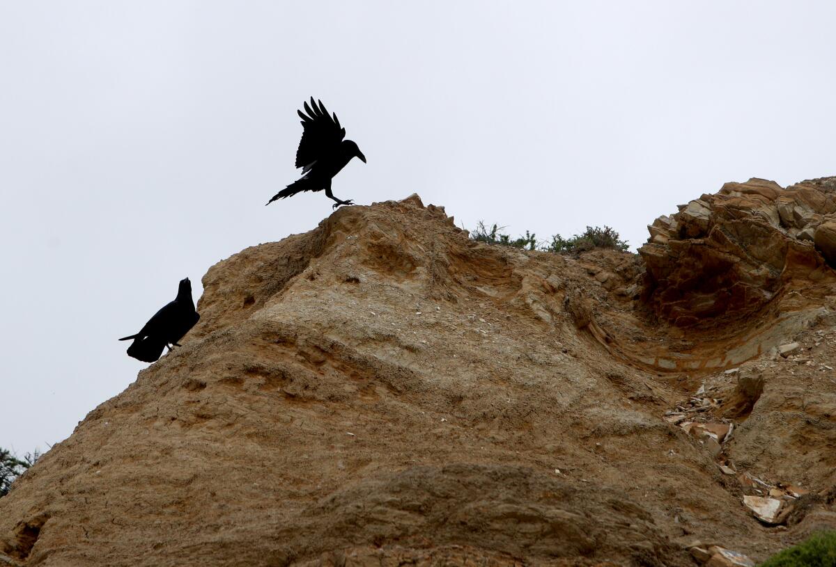 Two ravens land high on a bluff at Crystal Cove State Park.
