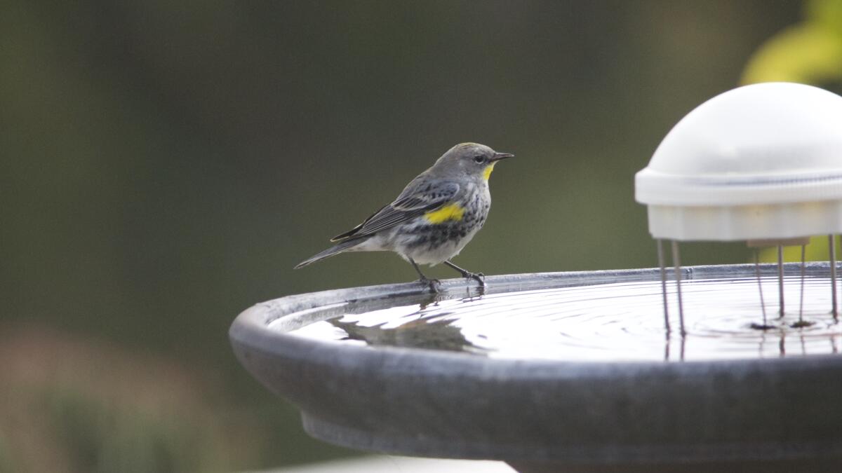 O's fans prepare for Bird Bath, 05/12/2023