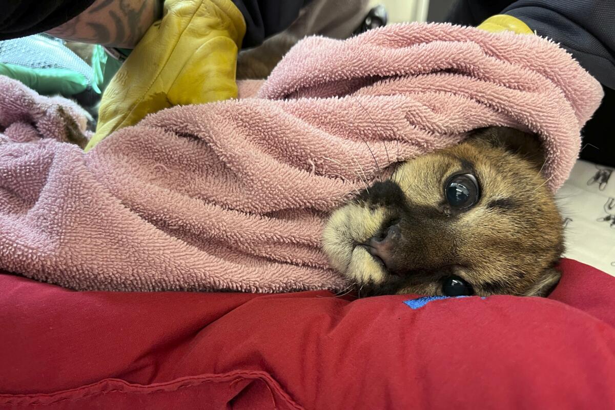 A mountain lion cub lies on its side, wrapped up in a towel, looking at camera.