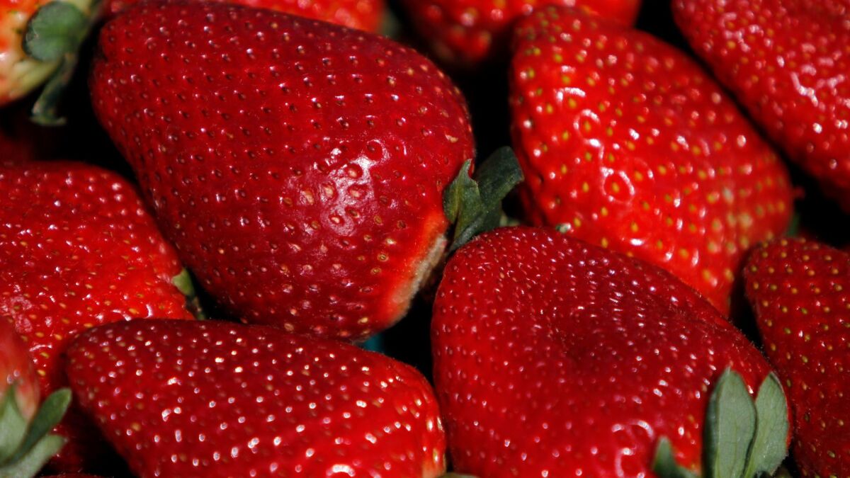 Strawberries picked at a UC Davis field in Watsonville in 2014.