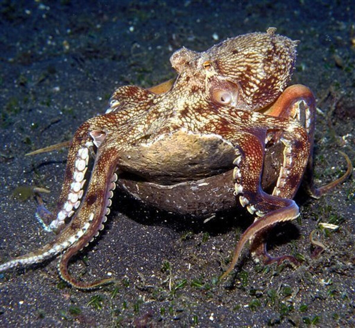 In this Dec. 10, 2009 photo taken near Indonesia and released by Museum Victoria, a veined octopus, Amphioctopus marginatus crawls along the ocean floor holding one half of a coconut shell. Australian scientists have filmed the octopus collecting coconut shells for shelter, unusually sophisticated behavior that the researchers believe is the first evidence of tool use in an invertebrate animal. (AP Photo/Museum Victoria, Roger Steene)