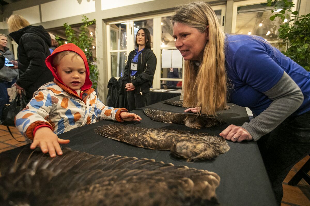 April Rossi, right, with the Orange County Bird of Prey Center, watches as Jones Hauschka, 5, touches a Red Tail hawk wing.