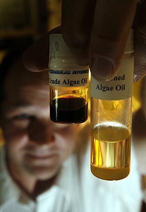 Making biofuel from algae