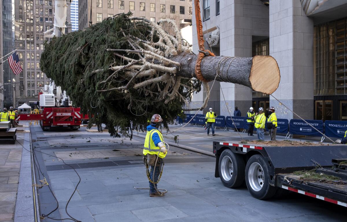 Un abeto noruego que será el árbol de Navidad del Rockefeller Center 2020