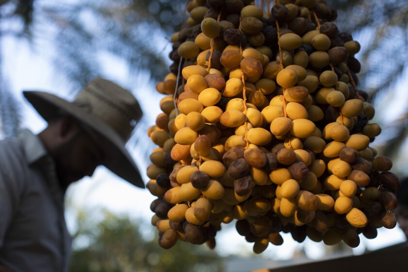 A group of Barhi dates hang from a tree at the Flying Disc Ranch in Thermal.