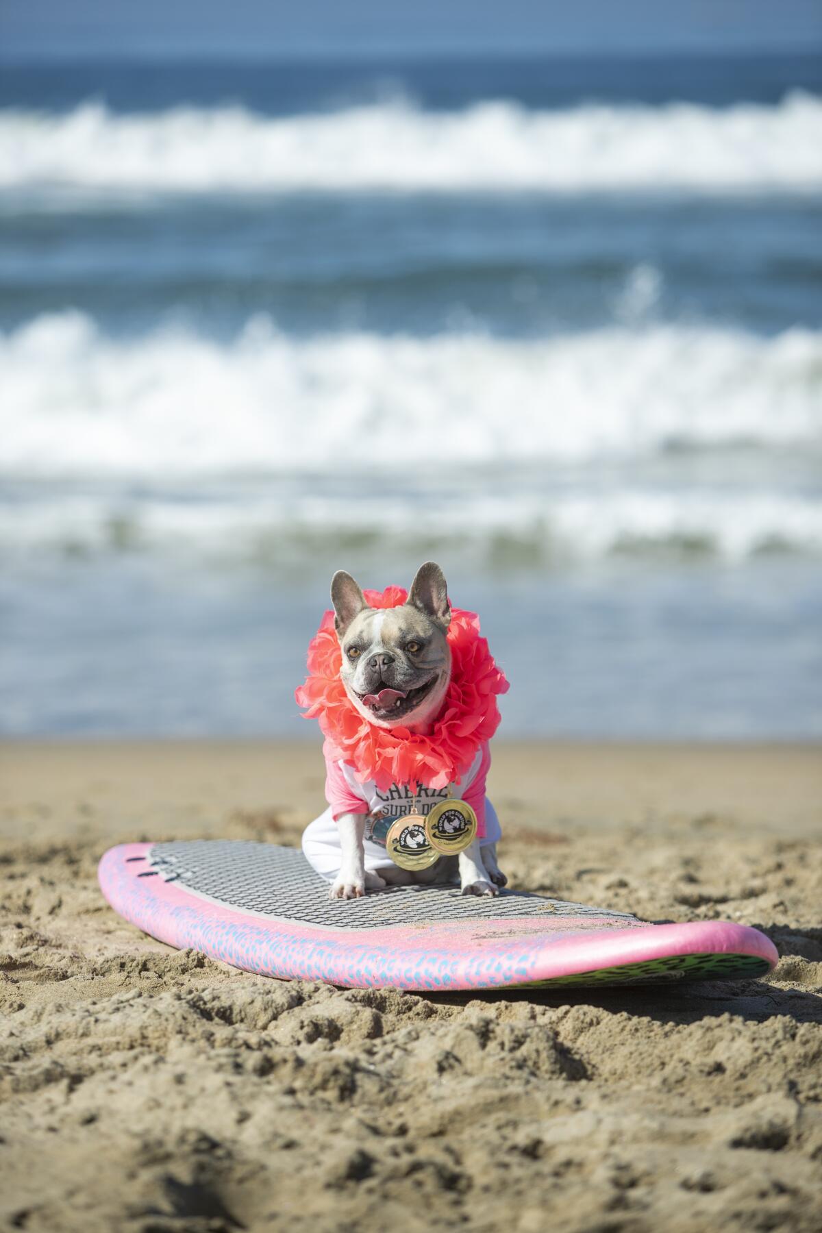 Cherie, winner of the World Dog Surfing Championships this month, sports her medals.