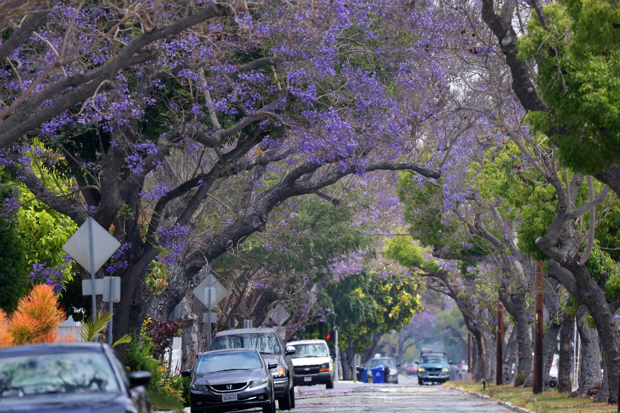 Purple leafed jacarandas in bloom on a street with cars